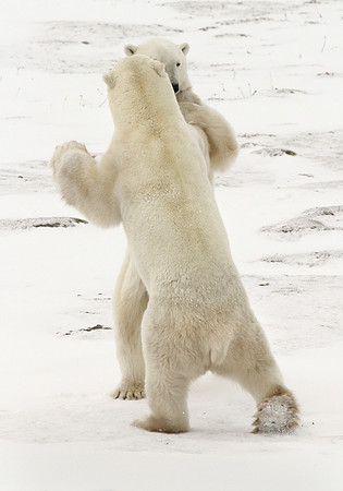Waltzing Bears