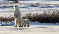 Standing Mother and Cub