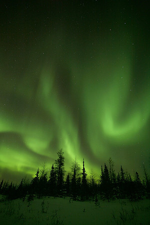 Aurora & Trees