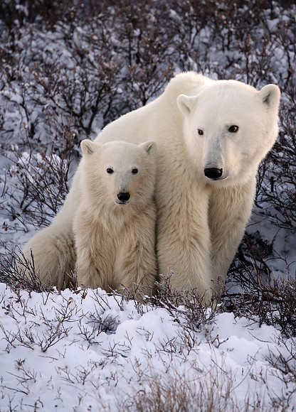 Mothers Protection