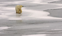 TravelingPolar Bear 1