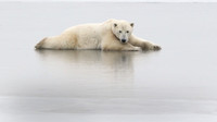 Polar Bear on Ice