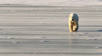 Traveling Polar Bear 3