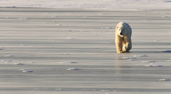 Traveling Polar Bear 3