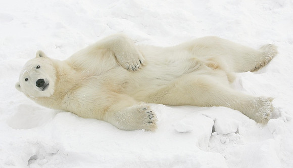Reclining Bear1