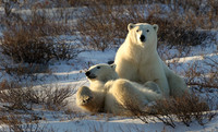 Wrestling Polar Bears 1