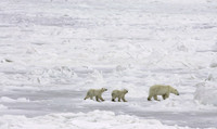 Mother & Cubs Traveling