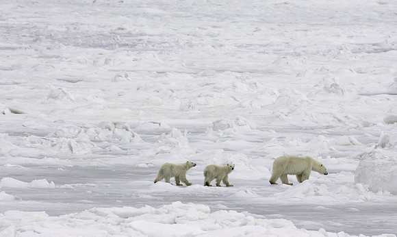 Mother & Cubs Traveling