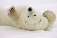 Polar Bear upside down