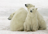 Mother and Cubs 2