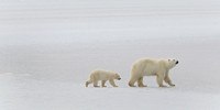 Mother & Cubs Traveling 2