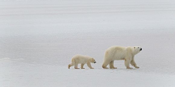 Mother & Cubs Traveling 2