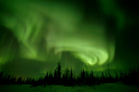 Aurora & Forest