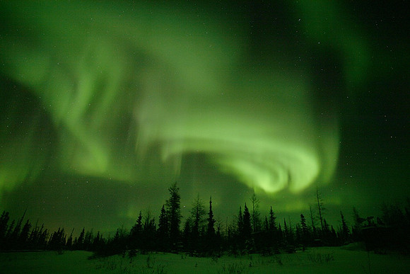 Aurora & Forest