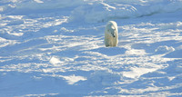Cruising Bear