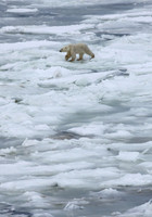 Traveling Polar Bear 2