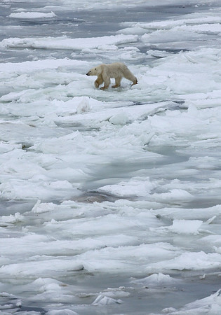 Traveling Polar Bear 2