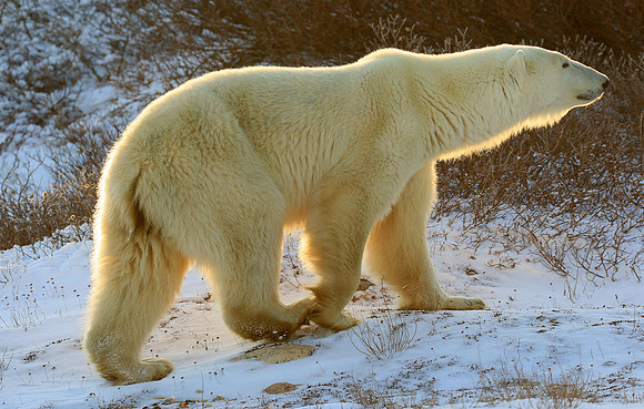 Back Light on Polar Bear