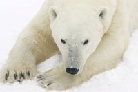 Resting Polar Bear 1