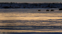 Mother & Cubs Traveling 3