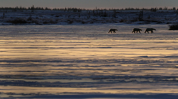 Mother & Cubs Traveling 3