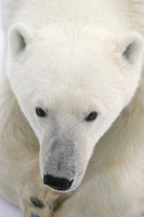 Polar Bear 1