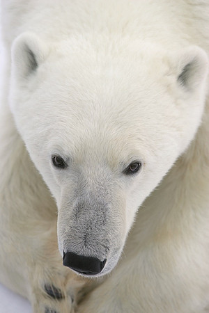 Polar Bear 1