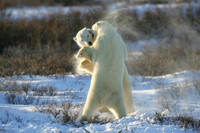 Dancing Bears