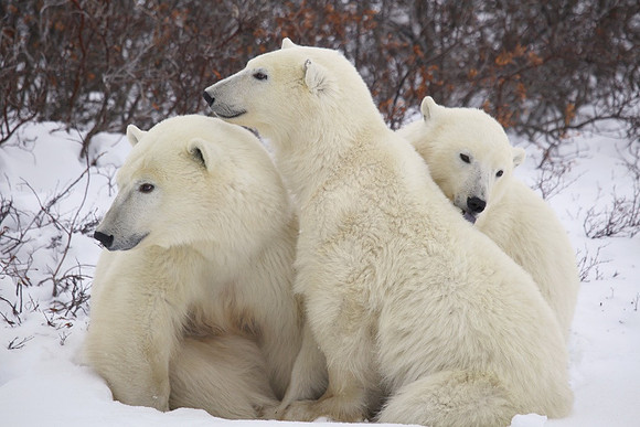Mother and Cubs 1