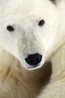 Polar Bear 2
