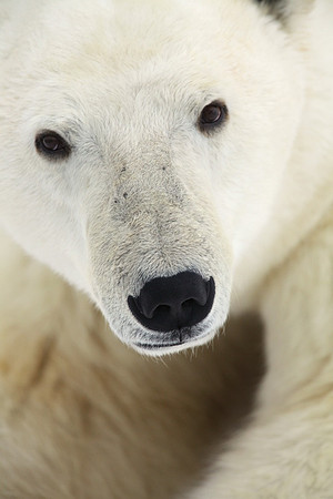 Polar Bear 2