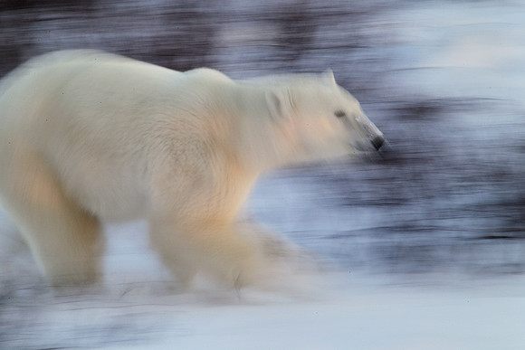 Polar Bear Running