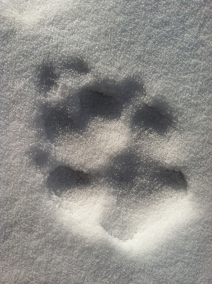 Wolf Track, Yellowstone National Park