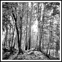Birch Trees, Alaska