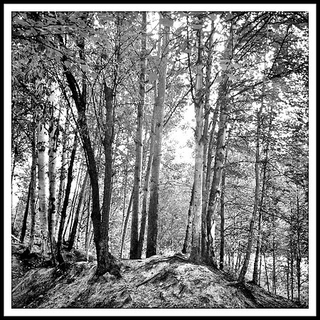 Birch Trees, Alaska