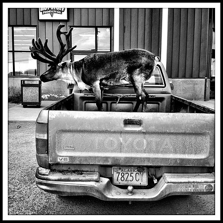Reindeer Ride, Nome Alaska