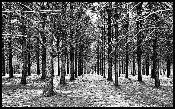 Pine Plantation, Colorado