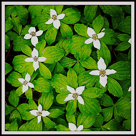 Dwarf Dogwood, Alaska