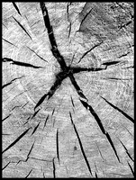 Patterns in Nature #2