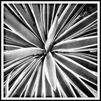Patterns in Nature #1