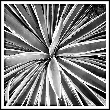 Patterns in Nature #1