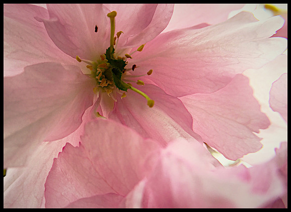 Spring Blossoms