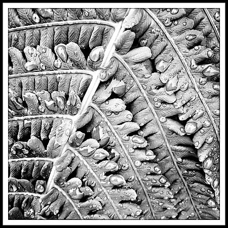 Patterns in Nature #4