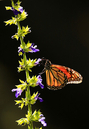 Monarch in back light, Mexico