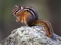 Uinta chipmunk, Wyoming
