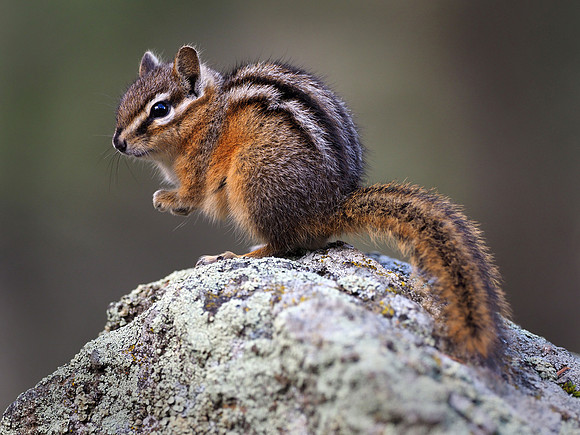 Uinta chipmunk, Wyoming