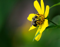 Bombus pollinating.