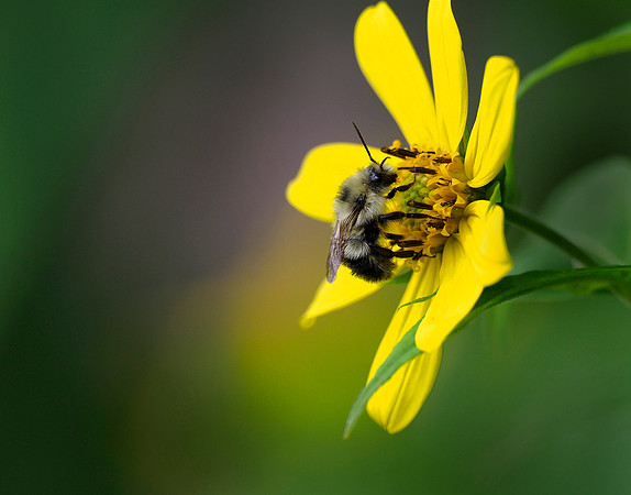 Bombus pollinating.