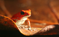 Strawberry poisonous dart frog, Panama