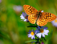 Fritillary at rest. Montana.